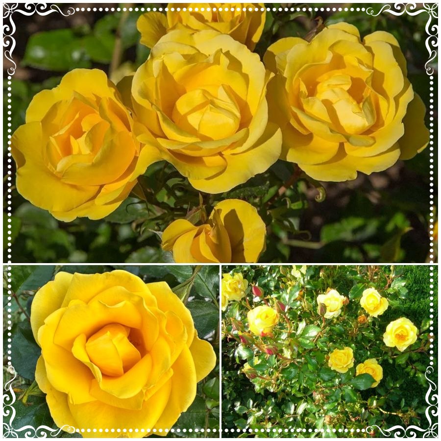 Rayon de Soleil róża rabatowa